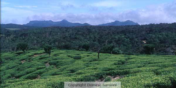 view from Horton Plains